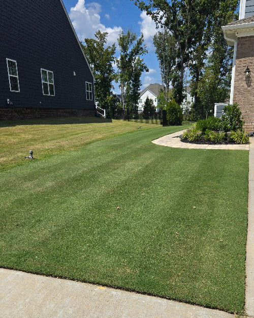 When Does Bermuda Grass Green Up?