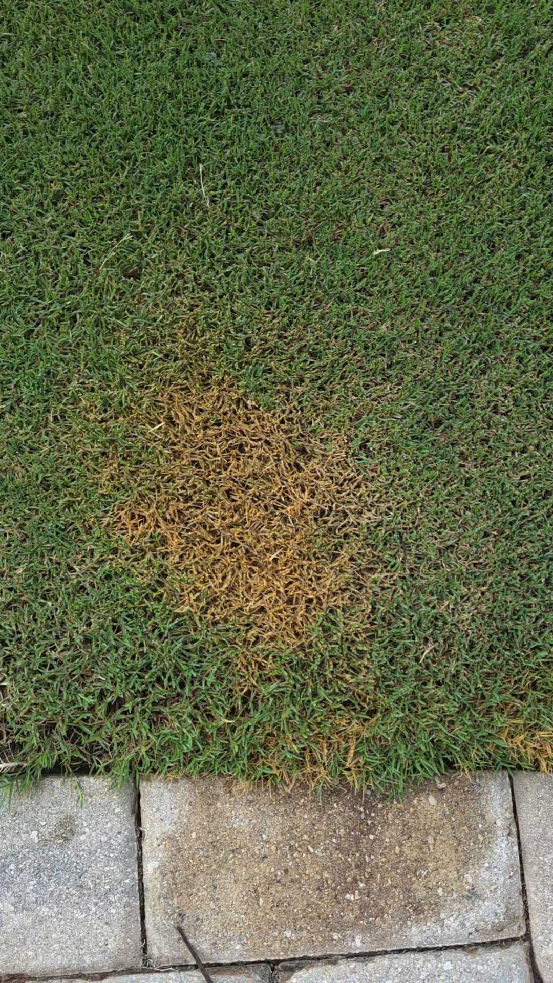 I Burned My Own Lawn With Nitrogen.