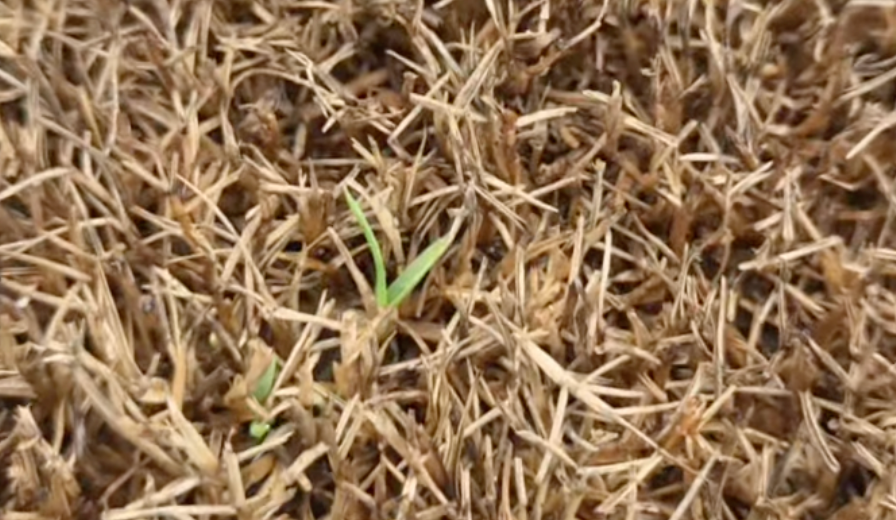 Why Is My Bermuda Grass Turning Yellow?